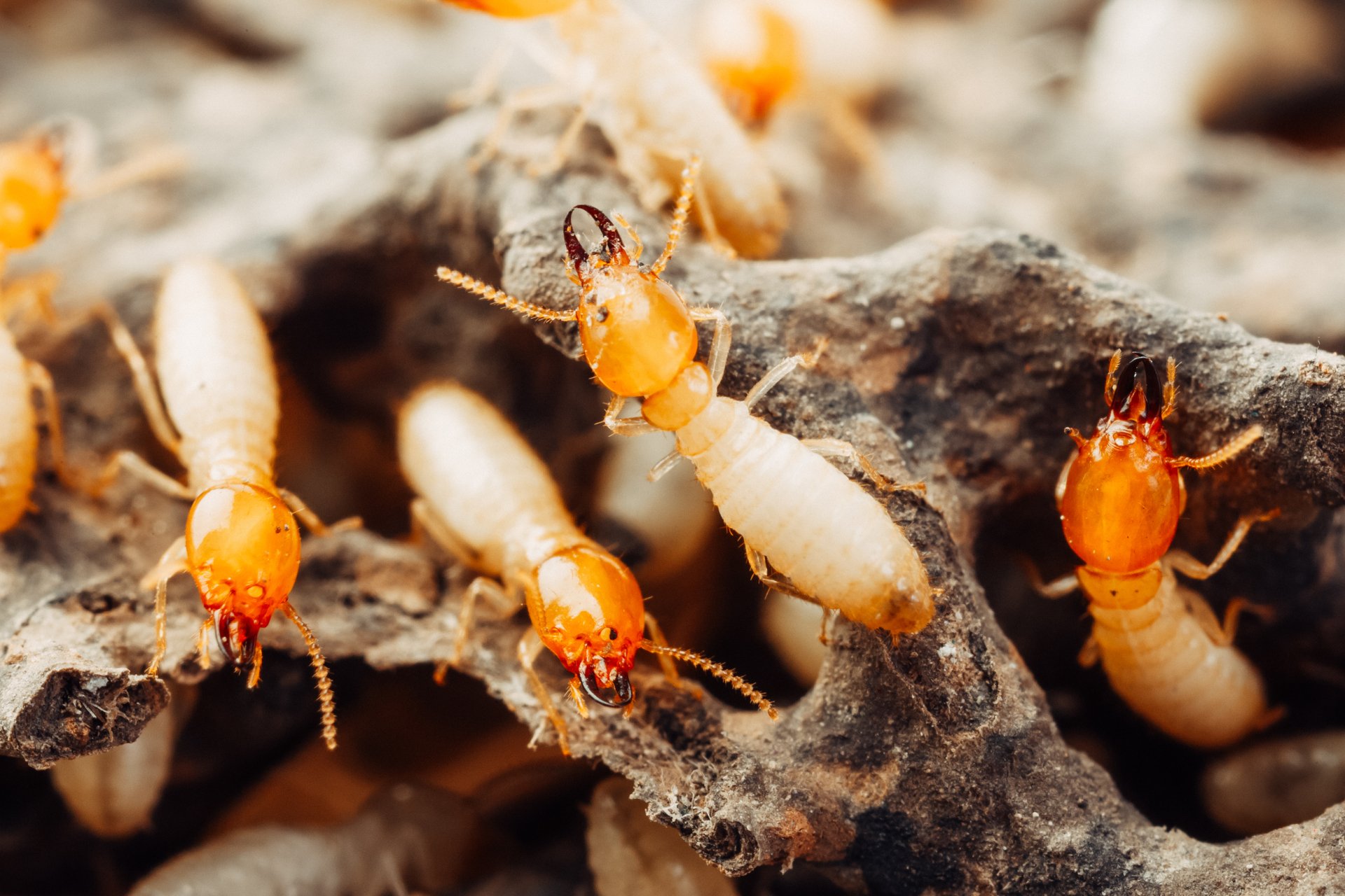 Atkins Termite Treatment in MidMissouri